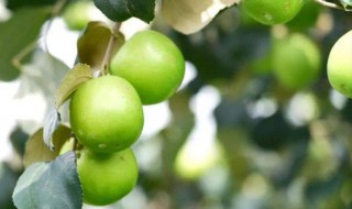 到底青枣能吃吗 青枣可以直接吃吗