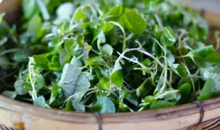 猪菜有什么用途 猪食菜的作用