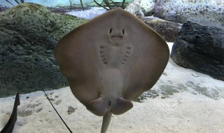 为什么叫魔鬼鱼（为啥叫魔鬼鱼）