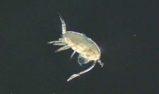 平潭蓝眼泪是什么生物(平潭蓝眼泪是什么东西)