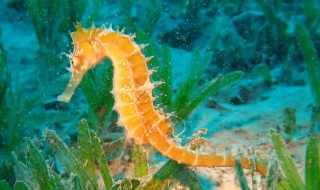 海马是什么（海马是什么动物）