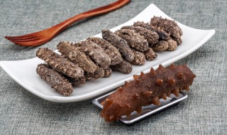 海参吃什么(海参吃什么食物)