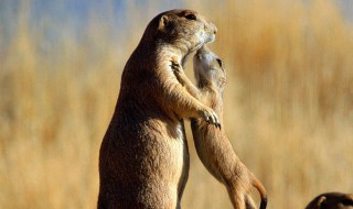 鼬是什么动物（鼬是什么动物的天敌）