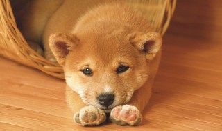 梦到被狗咬出血