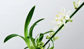 兰花象征意义(兰花象征意义是什么意思)