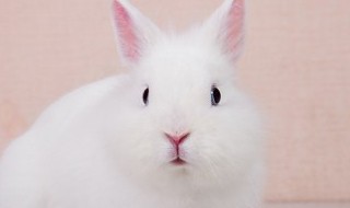 如何做兔笼（如何做兔笼子视频）