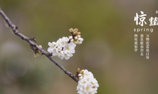 惊蛰能不能理发 惊蛰可以理发吗?