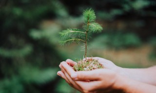 一年级植树节手抄报 一年级植树节手抄报简单好看