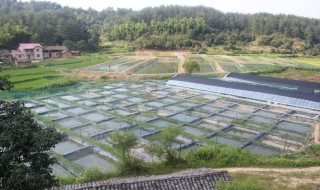 泥鳅养殖池塘要怎么建造好（室内泥鳅养殖池该怎么建）