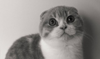 怎么判断猫咪是否即将分娩（怎么判断猫咪预产期）