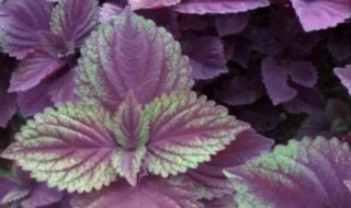 紫苏梗能当调料用吗 紫苏可以当调料吗