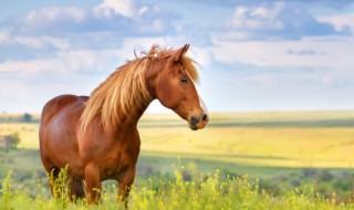 如何修剪马毛(马鬃毛怎么剪)