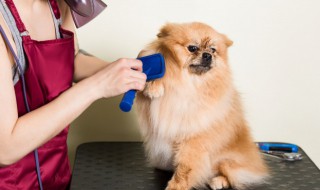 如何给狗修剪趾甲 狗剪脚趾甲正确方法图片