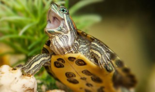 如何照顾乌龟 如何照顾乌龟蛋