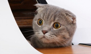 如何给幼猫断奶（幼猫怎么断奶）