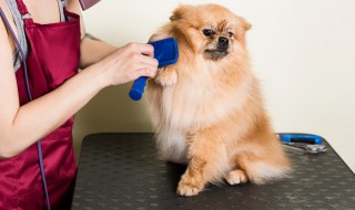 怎么判断母狗是否怀孕（怎样判断母犬是否怀孕）