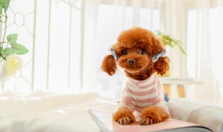 怎么让爱犬减慢进食速度（狗狗进食太快怎么办）