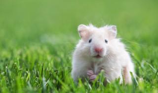 如何培育仓鼠(如何科学喂养仓鼠)