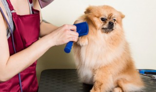 如何对待你养的狗（如果养狗请一定好好对待他）