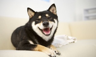 如何训练哈士奇 如何训练哈士奇大全