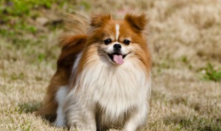 如何增加狗狗的食欲 怎么促进狗狗食欲