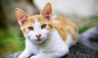 怎么和猫咪交流（怎么和猫咪交流取得信任）