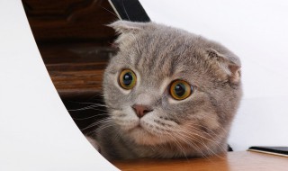 怎么防止猫咪乱撒尿 怎么让猫咪不要乱撒尿