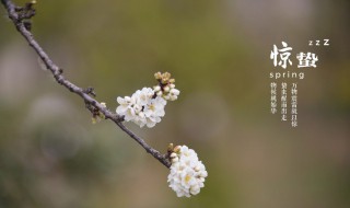 惊蛰是第几个节气 惊蛰下一个节气是什么节气