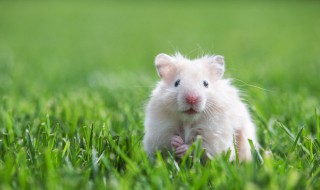 如何照顾仓鼠（如何照顾仓鼠仓鼠的东西要哪些）