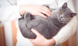 怎么宠爱猫咪 宠物猫咪怎么养