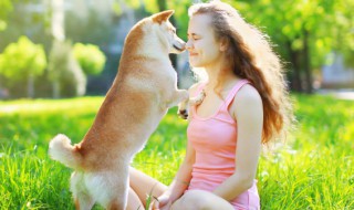 狗狗太瘦了怎么增肥 狗狗太胖怎么减肥