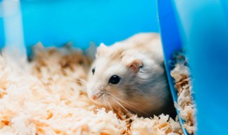 怎么训练仓鼠不咬人 仓鼠如何训练才会不咬人