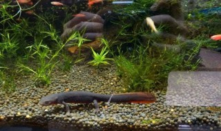 如何照料与饲养蝾螈 养蝾螈注意事项