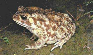 如何照料蟾蜍 蟾蜍的人工饲养方法