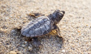 如何照顾你的箱龟 箱龟怎么养