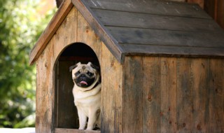 怎么训练狗狗在屋外上厕所(如何教狗狗在户外上厕所)