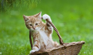 如何让狗不再追赶猫咪（怎么让猫猫接受狗狗）