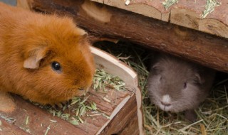 如何让仓鼠信任你（怎么才能让仓鼠信任你）