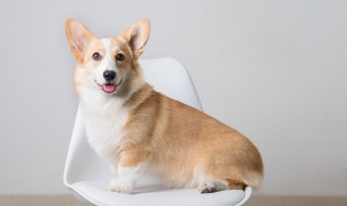 怎么训练小狗在固定地方大小便 如何训练幼犬定点大小便