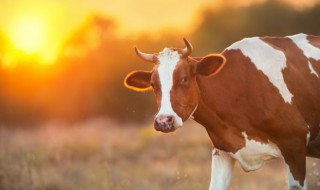 如何分辨母牛是否要分娩 怎样判断母牛要生了