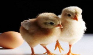 如何确定一只鸡的性别 鸡的性别决定方式是什么