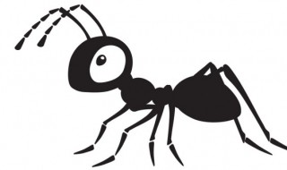 如何辨别蚁后 怎么看蚁后