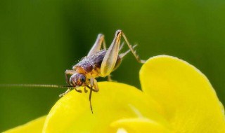 如何自己养蟋蟀 怎么养活蟋蟀
