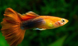 如何分辨孔雀鱼的雌雄 孔雀鱼 雌雄