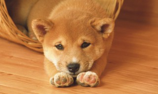 如何应对爱犬中风（狗中风能好吗）