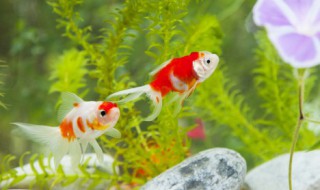 如何辨别金鱼的性别（金鱼有没有性别）