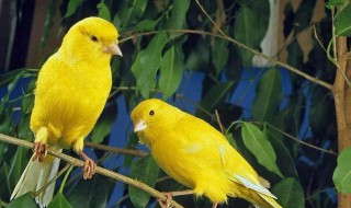 如何为金丝雀安家 养在家里的金丝雀什么意思