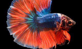 如何给斗鱼换水 给斗鱼换水能用纯净水吗