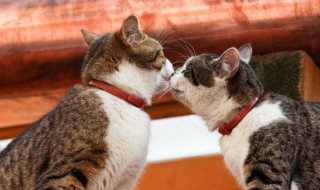 如何教会猫咪使用马桶(怎么让猫学会用马桶)