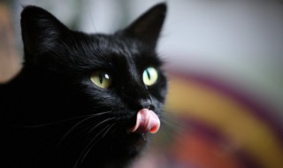 如何阻止公猫的尿液标记行为(怎么杜绝公猫到处尿)